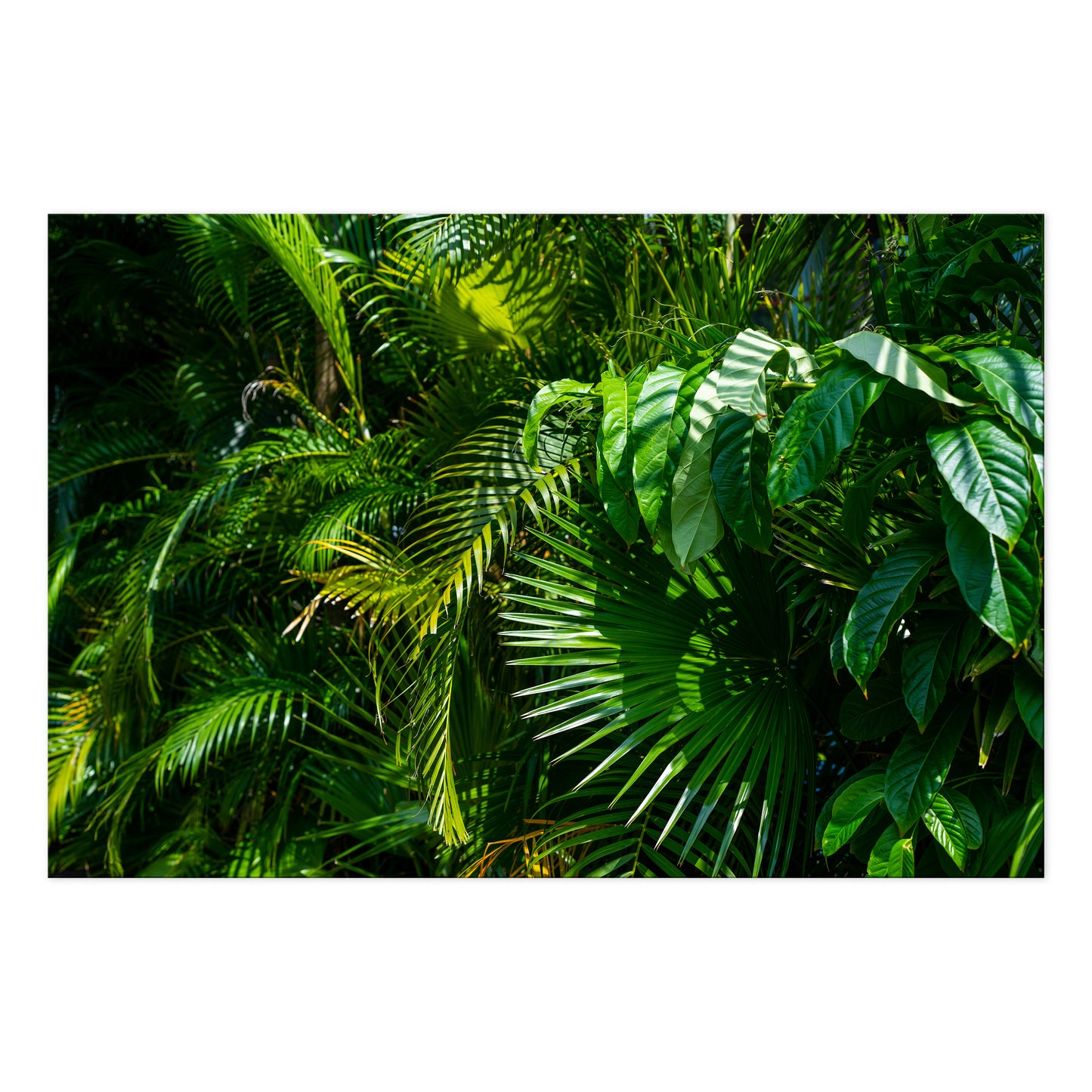 LUMASOUL Obraz 120x80 Natura Jungle