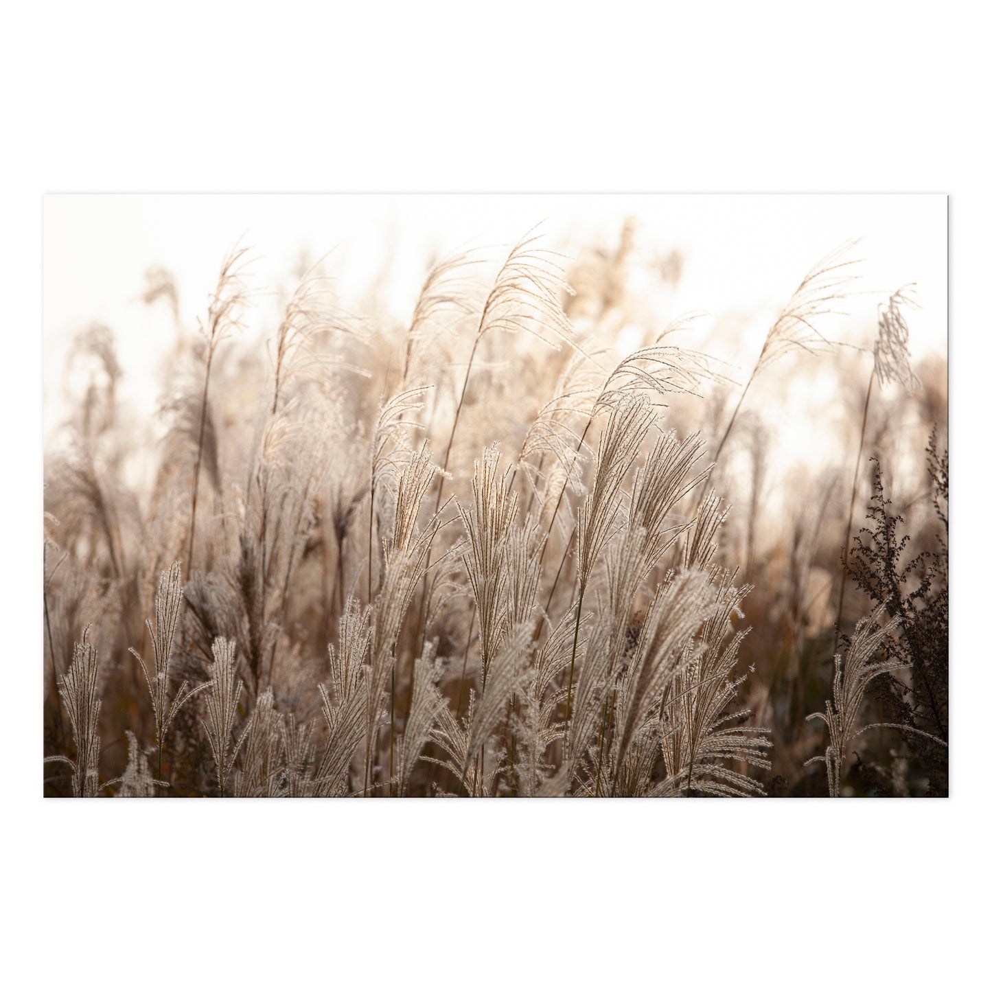 LUMASOUL Obraz 120x80 Natura Boho